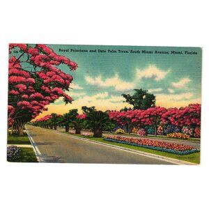 Royal Poinciana Date Palm Tree South Miami Avenue Miami Florida Vintage Postcard
